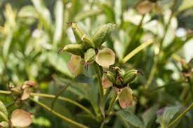 Harvested peony seeds can be grown quickly, straight in the yard or inside in seedling pots or trays. Brooks Gardens Peonies Blog To Learn About Peonies Growing Planting Tips Peony Varieties