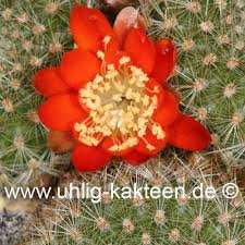 Just because flowers & gifts delivery online | ftd. Rebutia Spinosissima Fr 762b V Spiniflora Narvaez Tarija Bolivia Uhlig Kakteen More Than 5 000 Different Species
