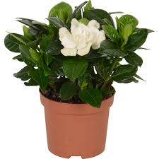 Alles, was sie schon immer wissen wollten. Gardenie Cremeweiss Topf O Ca 9 Cm Gardenia Jasminoides Kaufen Bei Obi