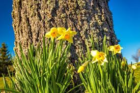 The beginning of a new year always evokes the feeling of a new beginning and a fresh start. Amazing Meaning And Symbolism Of Daffodil Flower And Color Florgeous