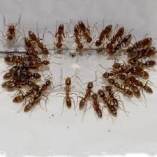 Compared to infestation control solutions designed for other types of household pests, hiring an ant exterminator is significantly less expensive. How To Control Ants