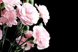 Check spelling or type a new query. The Definitive Guide To Funeral Flowers Memorials Of Distinction