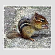 Check spelling or type a new query. Chipmunk Eating A Grape Photograph By Linda Stern