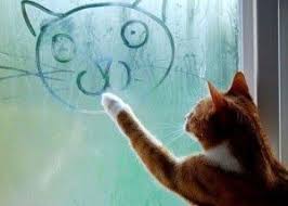 Gambar Kucing Lagi Galau Kucing Galau Tulisan Wortel 25 Meme Kucing Yang Imut Ngegemesin Dan Bikin Ketawa 1000 Ekspre Kucing Gambar Anjing Lucu Humor Kucing