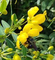 Here's over fifty that you can plant for bees through the seasons. These Plants Will Help You Invite Native Bees Into Your Brevard Yard