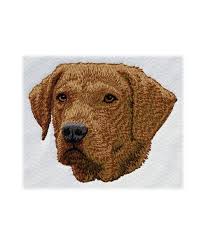 Image result for chesapeake bay retrívr