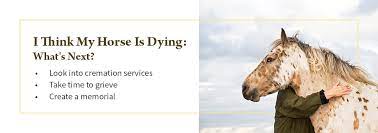 Is My Horse Dying Learn The Signs How To Comfort Say Goodbye