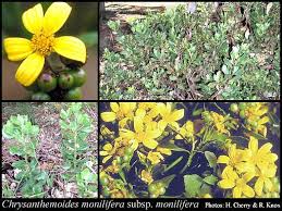 Image result for Chrysanthemoides monilifera