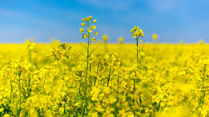 Rapeseed Acreage Reaches 100,000 Ha in Spain