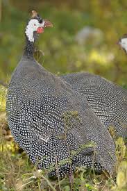 We offer you the best live streams to watch international friendly in hd. Guinea Fowl Pros And Cons Lady Lee S Home