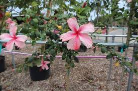 We did not find results for: Rockledge Gardens Hibiscus Tree Form Weeping Anderson Crepe 7g Std