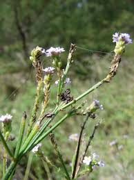 Image result for Verbena litoralis