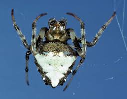 How venemous is a black spider with white dots quora. Arrowhead Spider Triangle Orbweaver Triangulate Orb Weaver Mdc Discover Nature