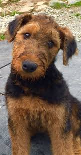 ~~all sugar grove airedales are akc registered. Lynaire Airedale Terriers Home Facebook
