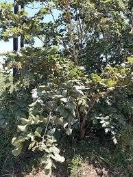 Image result for Millettia stuhlmannii