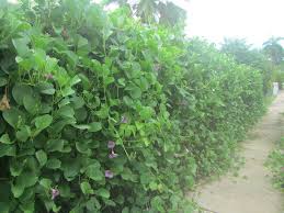 Image result for Ipomoea pes-caprae