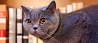10 Lazy Cat Breeds - Pet Central by Chewy
