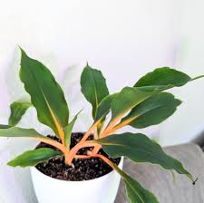 Image result for Chlorophytum affine