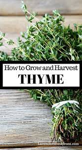 Growing And Harvesting Thyme Herbs Gardening For Beginners Small Herb Gardens