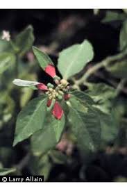 Image result for Euphorbia heterophylla