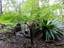 Image result for Cyathea