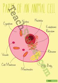 Cholesterol molecules are selectively dispersed between membrane phospholipids. Parts Of An Animal Cell Poster Animal Cell Animal Cell Project Science Lessons