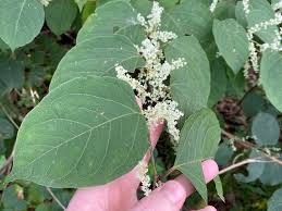 Image result for Fallopia