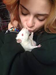 Christmas photo shoot with Harley and Rudolf 🎄🐀❤