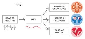 Frontiers Trends In Heart Rate Variability Signal Analysis Digital Health