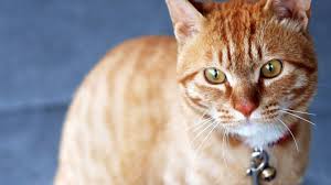 It's 98% meat, so it's a good source of nutrition without a lot of fluff. Best High Fiber Cat Food 2021