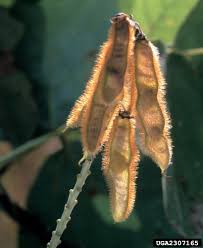 Image result for Pueraria