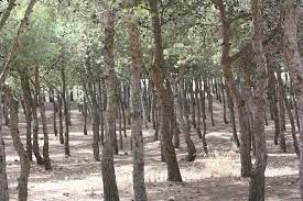 Also in the bottom left of the page several parts of wikipedia pages related to the word pinares and, of. Pinares Rostrogordo Bild Von Pinares De Rostrogordo Melilla Tripadvisor