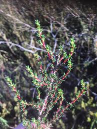 Image result for Cliffortia