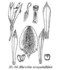 Image result for Nervilia crociformis