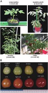 How much water to give your tomato plants is difficult to specify. Different Developmental Stages In Plants And Fruits Of Tomato Solanum Download Scientific Diagram