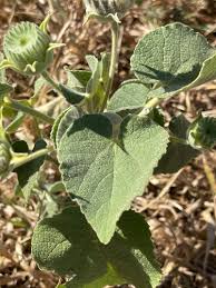 Image result for Abutilon guineense