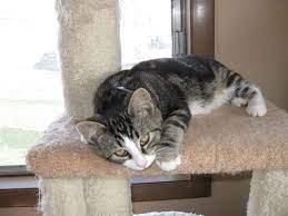 Image Result For Grey And White Striped Cat With White Paws Cats Tortoise Shell Cat Striped Cat