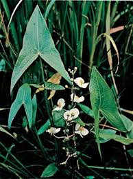 Image result for Alismataceae