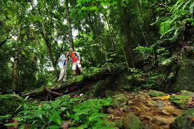 Located in the dense jungles of raub in. Exploring A Rainforest By Night At Belum Rainforest Resort In Malaysia