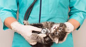El profesional indicó que todos. Dia Del Veterinario La Concientizacion Sobre Tenencia Responsable De Mascotas Continua Siendo Un Desafio Vigente En Misiones Misionesonline