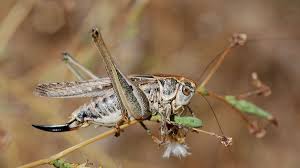 We did not find results for: Le Saviez Vous L Animal Possedant Les Plus Gros Testicules Par Rapport A Sa Taille Est Un Insecte