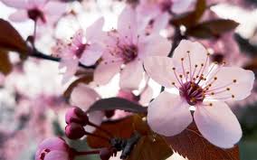 Epingle Par Erick Henry Sur Nature Fleur De Cerisier Japonais Fleur De Cerisier Cerisier Japonais