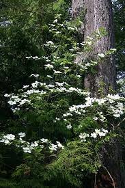 Grow this shrub in zones 5 to 10. Cornus Nuttallii Pacific Dogwood Pacific Northwest Garden Pacific Dogwood Northwest Garden