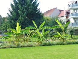Bananen In Botzingen Botzingen Kaiserstuhl Bananen