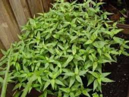 Khasiat daun sup untuk ginjal, khasiat daun sup untuk darah tinggi, daun sup in english, khasiat daun tumbuhan kalau ada akar seperti daun kesum juga boleh disimpan dengan teknik yang sama. Domek Oil Hq Manfaat Daun Kesum Antara Lain Khasiat Daun Kesum Adalah Tanaman Kesum Sangat Popular Di Kalangan Penduduk Malaysia Sebagai Bahan Perencah Perisa Di Dalam Banyak Jenis Makanan Terutama Untuk Laksa