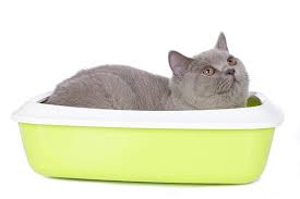 Supplements for inflammatory bowel disease. Inflammatory Bowel Disease In Cats Symptoms Causes Diagnosis Treatment Recovery Management Cost