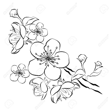 Black and white drawing of a blossoming tree in spring. Blooming Cherry Sakura Branch With Flower Buds Black And White Royalty Free Cliparts Vectors And Stock Illustration Image 103480185