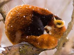 Explore our list of domestic animals names in english. Red Panda Species Wwf