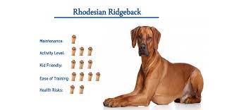 The best choice for training a rhodesian ridgeback? Rhodesian Ridgeback Dog Breed Everything You Need To Know At A Glance