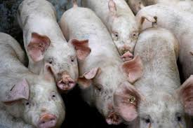 African swine fever was detected in two more provinces in the philippines' main luzon island, indicating that the highly contagious pig disease is spreading. Philippines Declares State Of Calamity Over African Swine Fever News Ghana